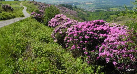 The countryside setting of the A1K9 training fields in the Cwmdulais valley