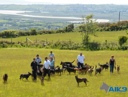A dog running free off the lead