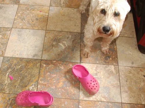 A boisterous dog getting into mischief