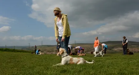 Dog walking to heel during a Bronze Obedience session