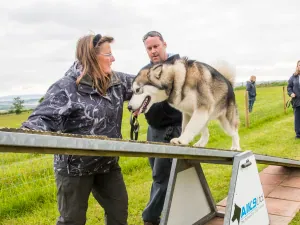Ozzy the malamute, a Bronze Obedience course graduate