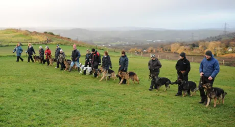 Dog responding to commands off lead with distractions during a Gold Obedience session