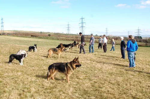 Dog focusing on handler while off lead during Gold Obedience training