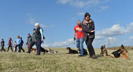 Dog performing advanced off-lead agility during a Platinum Obedience session