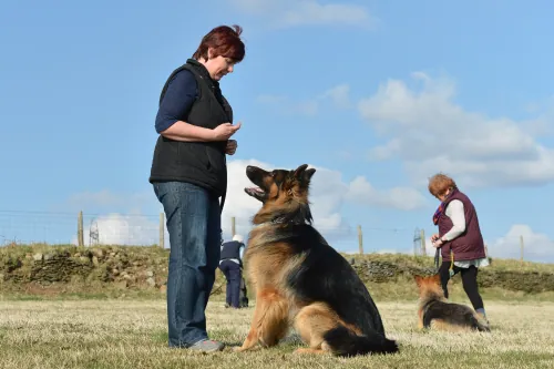 Dog holding a sit position during Platinum Obedience training