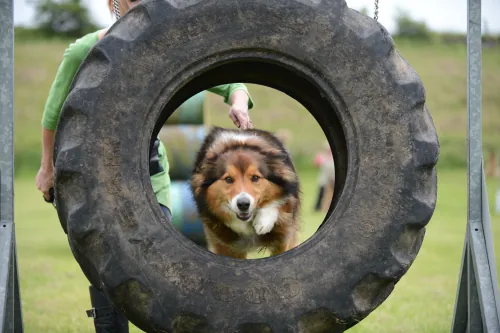 Dog jumping through a tyre on the agility course