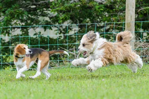 Puppy chasing a toy during a course activity, nicknamed the Flying Ewok