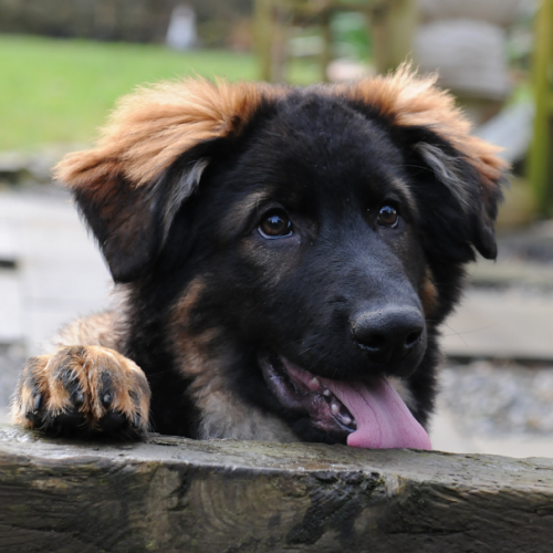 A1K9 Dog Training class